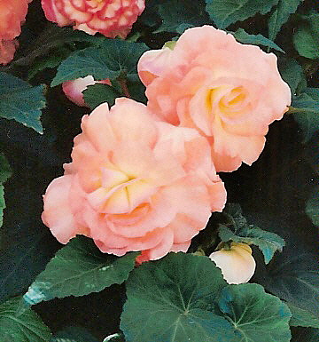 B. ‘Zephyr’